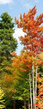 Vertical panorama of fall forest Stock Photos