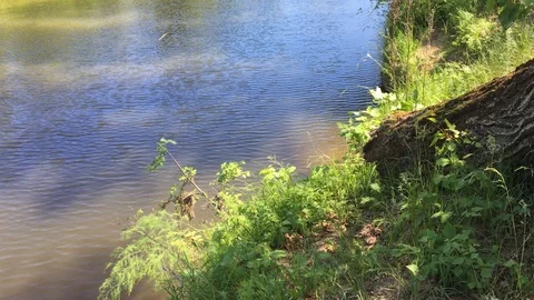 Vertical panorama of a forest river with a current and green trees. 4K Video stock 109435328