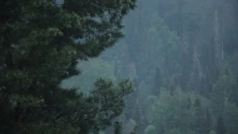 Vertical Panorama of Huge Forest Pine. Misty Mountain Peaks Tower over Valley Stock Footage 146839697