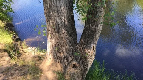Vertical panorama of old poplar on the steep Bank of a quiet river. 4K 動画素材 109435336