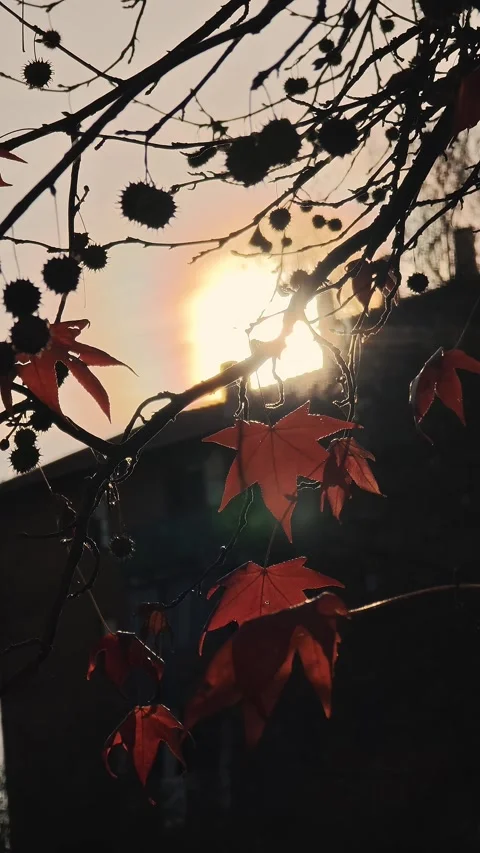 Vertical panorama of red maple leaves on branches illuminated by backlight. Stock Footage 324969048