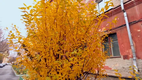 Vertical panorama slider autumn front garden red house Video stock 219716108