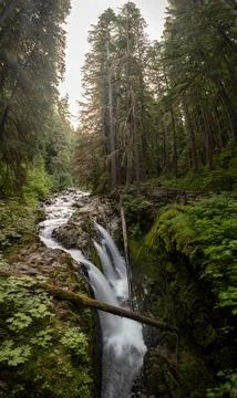 Vertical Panorama Of Sol Duc Falls Looking Up River 库存照片