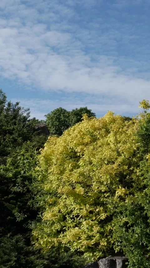 Vertical panorama of spring orchard and fluffy clouds in blue sky Stock Footage 333780166