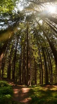 Vertical panorama of spruce tree forest and sun shining through with flare Stock Photos