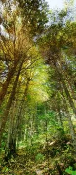 Vertical panorama of thick forest Stock Photos