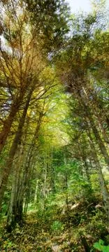 Vertical panorama of thick forest Stock Photos