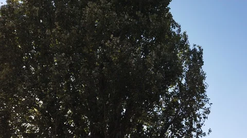 Vertical panorama of the tree and goes over to the village house. 스톡 동영상 115972816