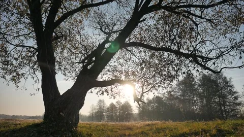 Vertical panorama. Tree at dawn. Video stock 99914156