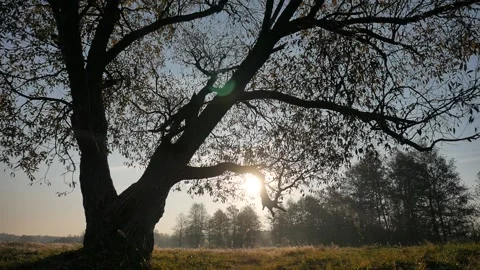 Vertical panorama. Tree at dawn. Stock Footage 99914395