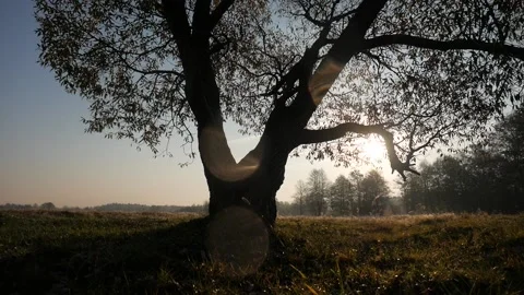 Vertical panorama. Tree at dawn.Dew drop dropped on the lens. Video stock 99913872