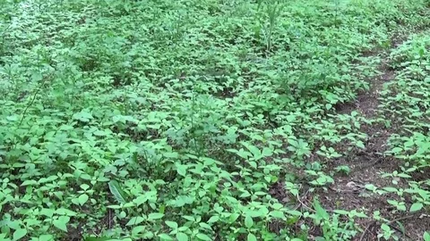 Vertical panorama of trees in the coniferous forest from the bottom up to the Stock Footage