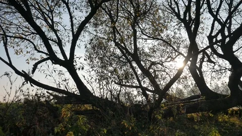Vertical panorama. Trees at dawn. Stock Footage 99893117