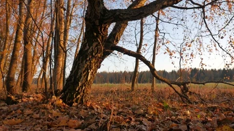 Vertical panorama. Trees at sunset. Crane shot. Stock Footage 100577903