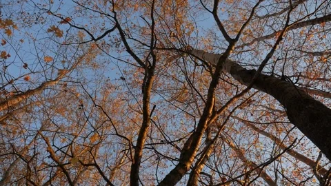 Vertical panorama. Trees at sunset. Crane shot. Stock Footage 100578039