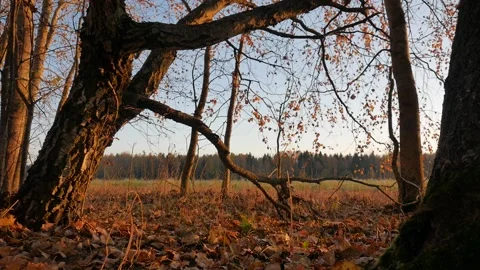Vertical panorama. Trees at sunset. Crane shot. Crown trees are spinning. Video stock 100578230