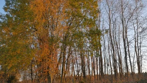 Vertical panorama. Trees at sunset. Crane shot. Crown trees. Stock Footage 100753430
