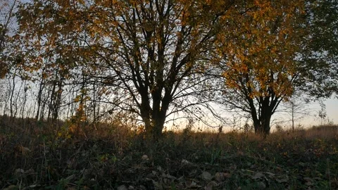 Vertical panorama. Trees at sunset. Crane shot. Crown trees. Stock Footage 100754257