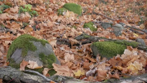 Vertical panorama. Trees at sunset. Crane shot. Crown trees. Stock-Footage 100786325