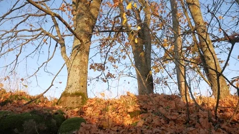 Vertical panorama. Trees at sunset. Crane shot. Crown trees. Autumn. Stock Footage 100868493