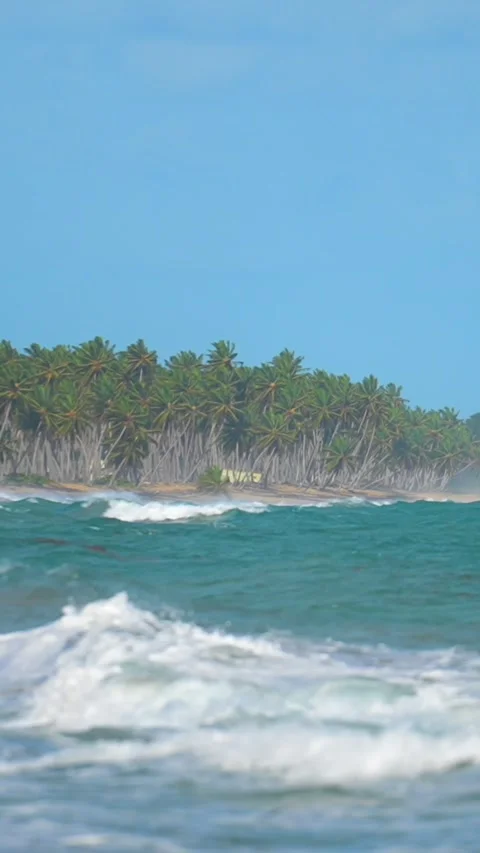 Vertical panorama of tropical beach scene with palm trees and ocean waves under Video stock 312587011