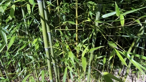 Vertical panorama view of Phyllostachys bamboo foliage in autumn sun. Stock Footage 165164405