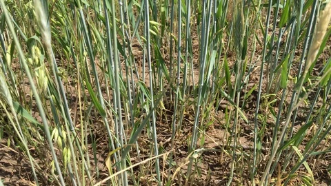 Vertical panorama of the waving stalks of rye in the wind. 4K Video stock 109435348
