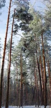 Vertical panorama of the winter pine forest Фото