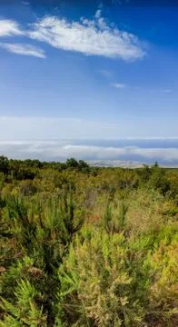 Vertical panoramic image of beautiful forest and clear blue sky at ocean coast Foto stock