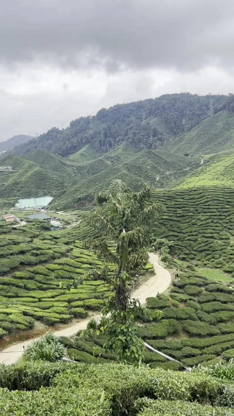 Vertical panoramic moving shots of lush green tea plantations in Cameron Highlan Video stock 310660858