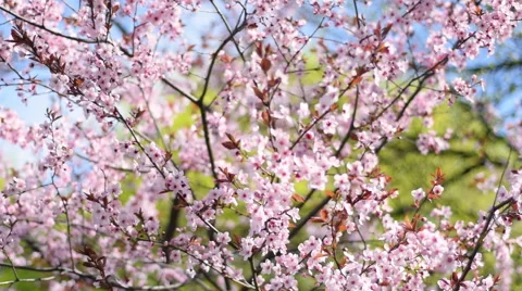 Vertical panoramic scene of blooming pink cherry tree on blur background. 動画素材 52851129