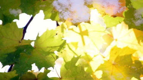 Vertical panoramic scene with closeup of maple leaves with snow Vídeo Stock 55818120