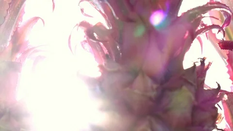 Vertical panoramic shot of decorative pineapples against white background Vídeo Stock 92589354