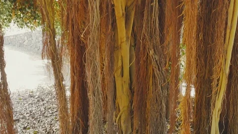 Vertical panoramic shot of tropical tree in the park Stock Footage 71671832