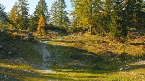 Vertical panoramic view of mountain road between trees on meadow Stock Footage 119114117