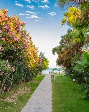 Vertical path to the sea through flowering bushes and palm trees Stock Photos