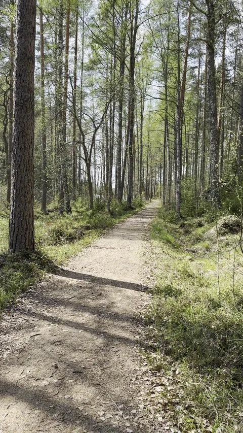 Vertical, path into springtime forest, Finland Stock Footage 241410465