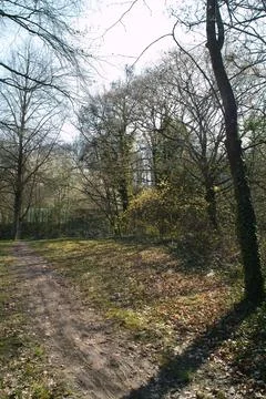 Vertical Path through Spring Forest Park in Pforzheim Germany with Sun Ligh.. Stock Photos