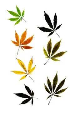 Vertical pattern of colored marijuana leaves isolated on white background Stock Photos