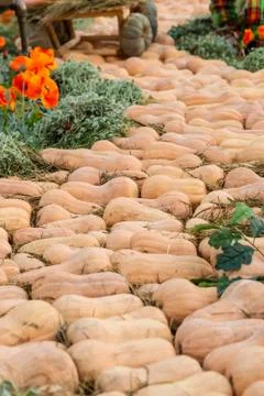 Vertical pattern long pumpkins orange road wzz twisting among poppy flowers Stock Photos