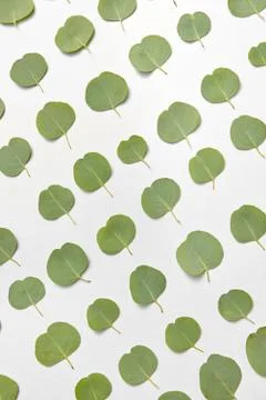 Vertical pattern from small leaves of Eucalyptus on a light grey background. Foto stock