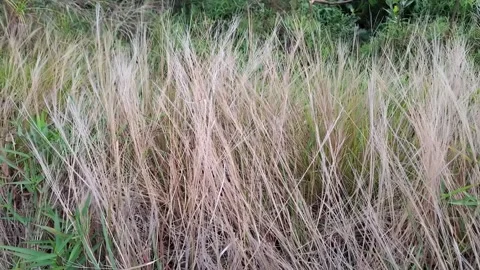 Vertical Pattern of Thin Dry Grass Stalks Background Stock Footage 330385914