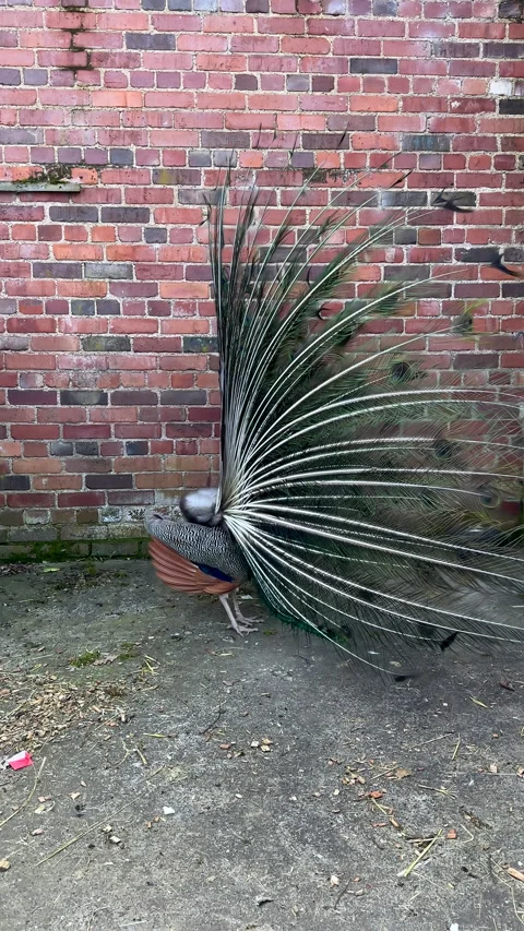 Vertical. Peacock performing mating dance in farm yard. Stock-Footage 255608623