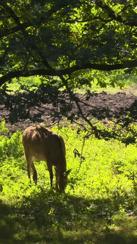 Vertical - Pere Davids deer foraging Stock Footage 309614297