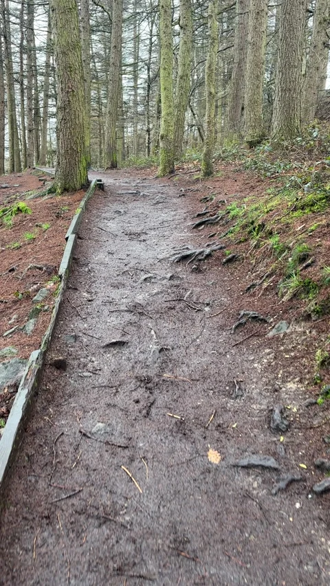 Vertical. Personal perspective walking forest footpath above lake, reservoir. Stock-Footage 331947824