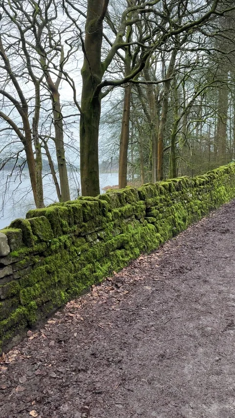 Vertical. Personal perspective walking on lakeside in spring Video stock 330363805