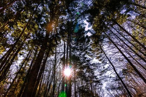 A vertical perspective captures towering trees stretching skyward Foto stock