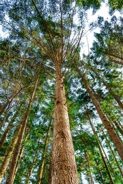 A vertical perspective captures towering trees stretching skyward Фото