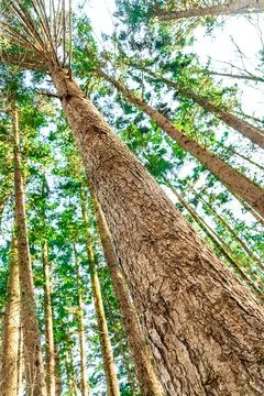 A vertical perspective captures towering trees stretching skyward Фото