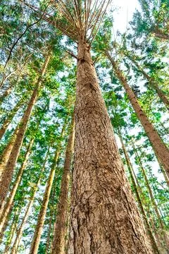 A vertical perspective captures towering trees stretching skyward Stock Photos